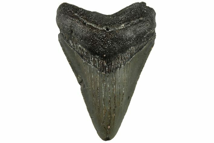 3.16" Fossil Megalodon Tooth - North Carolina